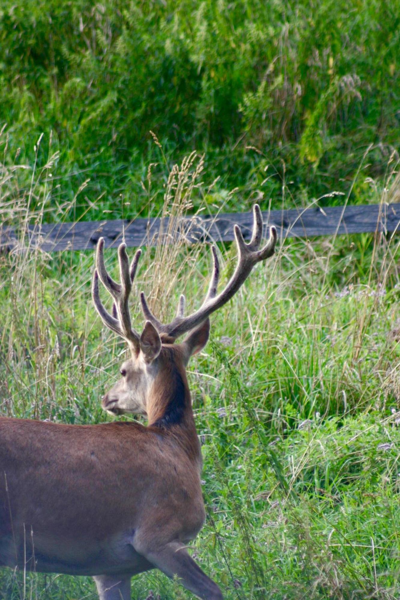 Brown Deer - Z Sauna Na Tarasie, Jacuzzi I Widokiem Na Gory - By Deer Hills Luxury Apartments Kocon Bagian luar foto