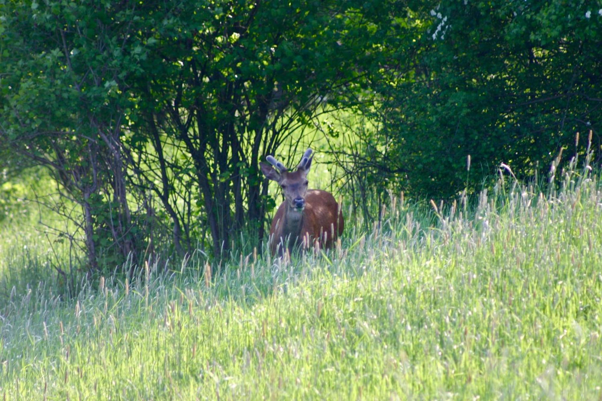 Brown Deer - Z Sauna Na Tarasie, Jacuzzi I Widokiem Na Gory - By Deer Hills Luxury Apartments Kocon Bagian luar foto